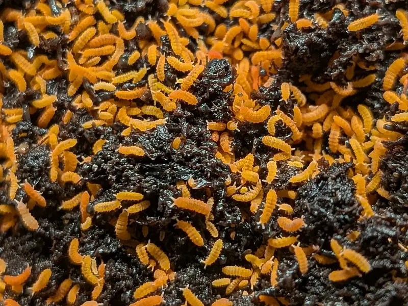 Asian Orange Springtails (Yuukianura aphoruroides)