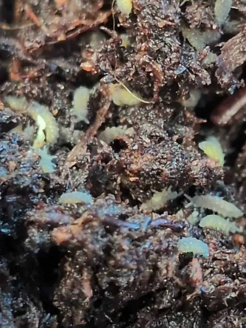 Lilac Purple Springtails (Ceratophysella sp. "Lilac")