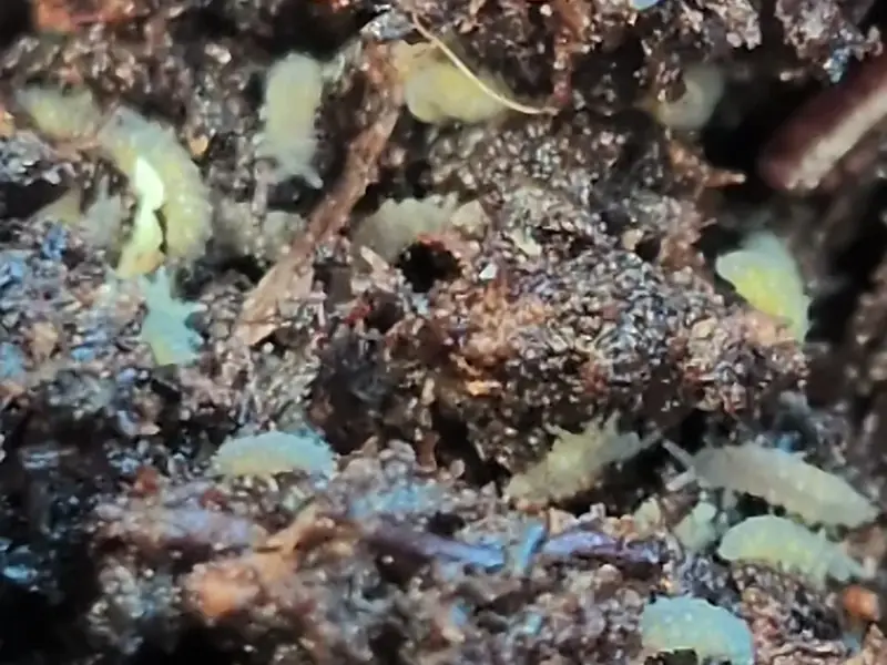 Lilac Purple Springtails (Ceratophysella sp. "Lilac")
