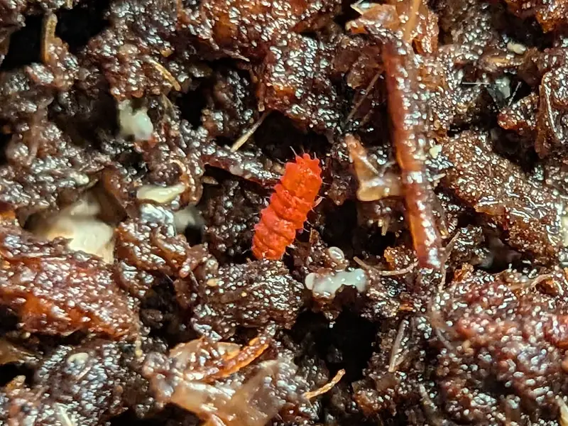 Red Springtails (Lobella sp.)